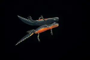 Amphibia Prints: Alpine newt (Ichthyosaura alpestris) reflecting on the surface of lake