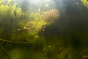 Alpine newt (Triturus alpestris) chasing a ball of Water fleas in a gravel pit pool