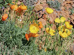 Papaveraceae Prints: Alpine poppies (Papaver alpinum) in flower