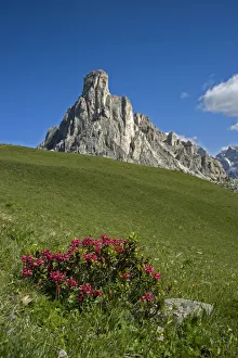 Alpine rose (Rhododendron ferrugineum) in montane grassland above treeline