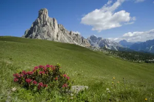 Heather Angel Prints: Alpine rose (Rhododendron ferrugineum) in montane grassland above treeline