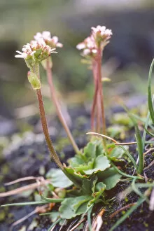 Alpine saxifrage (Saxifraga nivalis) a rare plant of high mountains. UK