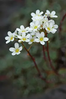 Saxifragales Prints: Alpine saxifrage (Saxifraga paniculata) in flower, Pyrenees, Spain. June