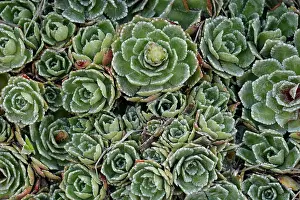 Saxifragales Prints: Alpine saxifrage (Saxifraga paniculata) leaves detail, Pyrenees, Spain. June