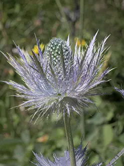 Umbelliferae Prints: Alpine sea holly (Eryngium alpinum) in flower, Hautes-Alpes, France. July