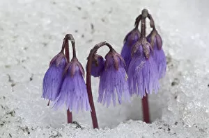 Images Dated 2nd July 2010: Alpine Snowbell (Soldanella alpina) flowering in snow, above Madoona di Campiglio
