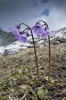 Images Dated 2nd July 2010: Alpine Snowbell (Soldanella alpina) in flower, above Madoona di Campiglio, Brenta Dolomites
