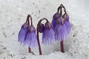Italy Prints: Alpine Snowbell (Soldanella alpina) flowering in snow, above Madoona di Campiglio