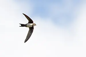 Apodiformes Prints: Alpine swift (Tachymarptis melba) in flight, Cromer, Norfolk, UK. March