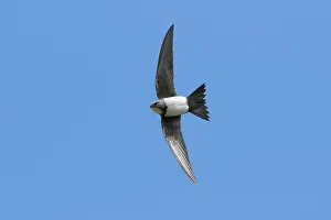 Apodiformes Prints: Alpine swift (Tachymarptis melba) in flight against blue sky, La Rioja, Spain. April