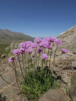 Alpine Prints: Alpine thrift (Armeria alpina) in flower on mountainside