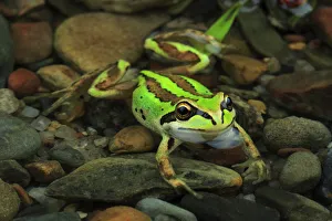 Litoria Prints: Alpine tree frog (Litoria verreauxii alpina) female from alpine meadow habitat, Kiandra