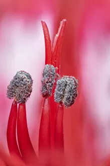 Alstroemeria Lily, close up of stamens. Studio image