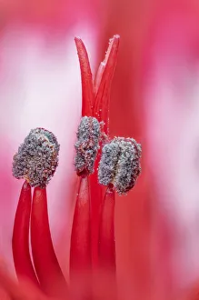 Anthers Gallery: Alstroemeria Lily, close up of stamens. Studio image