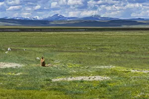 Altai marmot (Marmota baibacina) in steppe landscape, Ukok plateau, Altai Republic