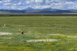 Altai marmot (Marmota baibacina) in steppe landscape, Ukok plateau, Altai Republic Altai marmot (Marmota baibacina) in steppe landscape, Ukok plateau, Altai Republic