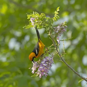 Icterus Prints: Altamira oriole (Icterus gularis) nectaring on Quickstick / Mother of cocoa tree