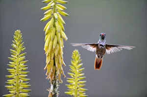 Images Dated 15th October 2008: Amazilia hummingbird (Amazilia amazilia) flying to Agave flower to feed on it, Chaparri