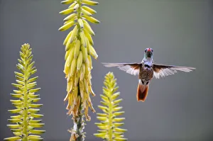 Amazilia hummingbird (Amazilia amazilia) flying to Agave flower to feed on it, Chaparri