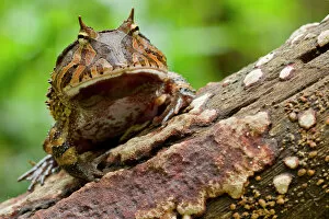Amazon Horned Frog Gallery: Amazon horned frog (Ceratophrys cornuta) portrait, Yasuni National Park, Orellana