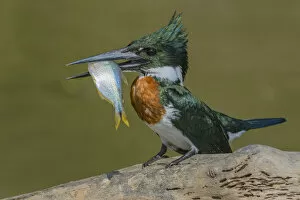 2018 December Highlights Gallery: Amazon kingfisher (Chloroceryle amazona) with fish, Cuiaba, Pantanal Matogrossense National Park