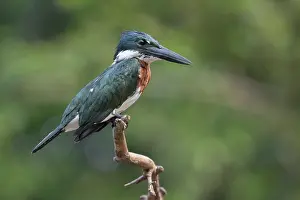 Wetland Prints: Amazon kingfisher (Chloroceryle amazona) male
