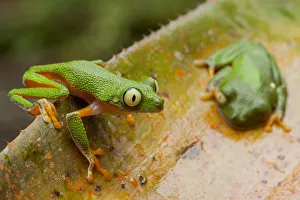 Agalychnis Prints: Amazon leaf frogs (Agalychnis hulli) perched on a bromeliad. Arajuno, Pastaza, Ecuador
