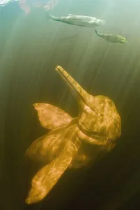 Bouto Prints: Amazon / pink river dolphin / boto (Inia geoffrensis) Rio Negro, Brazil (Amazon)