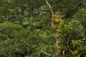 Forests in Our World Gallery: Amazon rainforest canopy view with flowering Bromeliad epiphytes growing on a branch