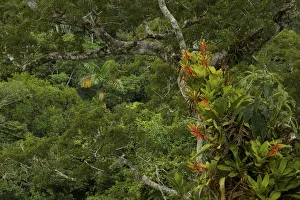 Amazon rainforest canopy view with flowering Bromeliad epiphytes growing on a branch