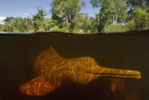 Bouto Prints: Amazon river dolphin / Boto (Inia geoffrensis) underwater, Rio Negro, Amazonia, Brazil