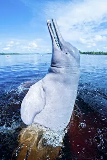 Dolphins Collection: Amazon river dolphin (Inia geoffrensis) breaching, Rio Negro, Amazonia, Brazil