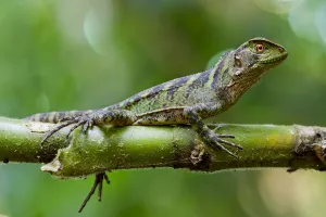 Images Dated 16th January 2013: Amazon wood lizard / Guichenots dwarf iguana (Enyalioides laticeps) portrait