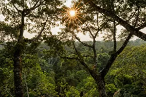 Images Dated 20th September 2017: Amazonian canopy at sunset, Yasuni National Park, Orellana, Ecuador, September 2017