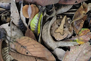 Images Dated 21st October 2017: Amazonian Horned Frog (Ceratophrys cornuta) camouflaged amongst leaf litter on lowland