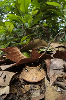 Amazonian Horned Frog (Ceratophrys cornuta) camouflaged amongst leaf litter on lowland