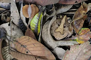 Peru Prints: Amazonian Horned Frog (Ceratophrys cornuta) camouflaged amongst leaf litter on lowland
