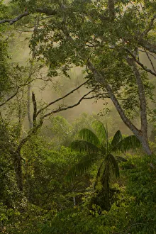 Amazonian trees and vegetation at sunrise, Tambopata, Madre de Dios, Peru, April 2014