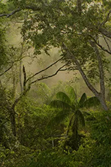 Lucas Bustamante Gallery: Amazonian trees and vegetation at sunrise, Tambopata, Madre de Dios, Peru, April 2014