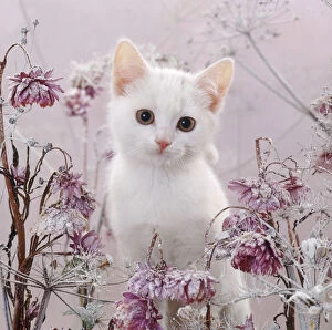 Amber-eyed white kitten, among frosty everlasting daisies and cow parsley deadheads