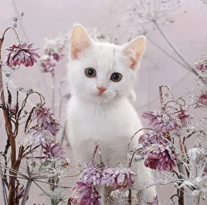Cold Weather Prints: Amber-eyed white kitten, among frosty everlasting daisies and cow parsley deadheads