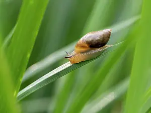 Eupulmonata Prints: Amber snail (Succinea putris) resting on a leaf, Upper Bavaria, Germany. June