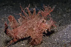 Synanceiidae Prints: Ambon scorpionfish (Pteroidichthys amboinensis) portrait