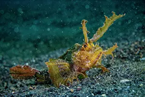 Synanceiidae Prints: Ambon scorpionfish (Pteroidichthys amboinensis) resting on seabed