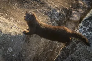 Nick Hawkins Prints: Americam mink (Neovison vison) on Little Shiprock Island, Nova Scotia, Canada, September