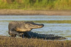American alligator (Alligator mississippiensis) emerging from water, in evening light