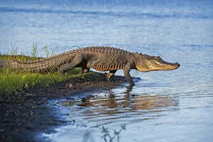 American alligator (Alligator mississippiensis) walking into river. Myakka River State Park, Florida, USA