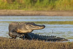 Florida Prints: American alligator (Alligator mississippiensis) emerging from water, in evening light