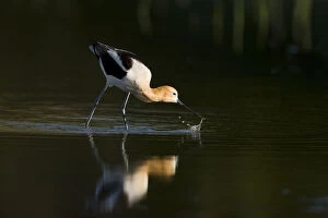 Western Usa Gallery: American avocet (Recurvirostra americana), adult in breeding plumage foraging by sweeping