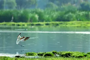 Islands Prints: American avocet (Recurvirostra americana) landing on an island in a lake